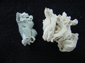 Florida fossil worms starter collection or add to your own bw10