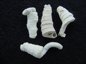 Florida fossil worms starter collection or add to your own bw11