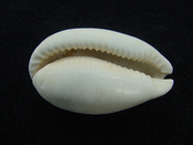 Siphocypraea pahayokea aspenae fossil cowrie shell spa 1