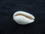 Siphocypraea pahayokea aspenae fossil cowrie shell spa 2