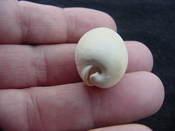 Siphocypraea pahayokea aspenae fossil cowrie shell spa 2