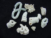 Florida fossil worms starter collection or add to your own bw13