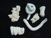 Florida fossil worms starter collection or add to your own bw14