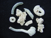 Florida fossil worms starter collection or add to your own bw15
