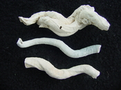 Florida fossil worms starter collection or add to your own bw16