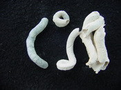 Florida fossil worms starter collection or add to your own bw17