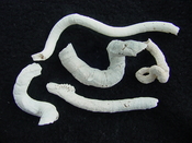 Florida fossil worms starter collection or add to your own bw18