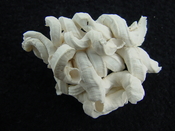 Florida fossil worms starter collection or add to your own bw19