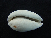 Siphocypraea Floridacypraea desotoensis fossil cowrie sfd2