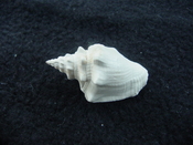 Fossil Strombus aldrichi miocene small rare strombus sa12