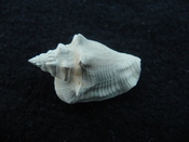 Fossil Strombus aldrichi miocene small rare strombus sa13