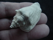 Fossil Strombus aldrichi miocene small rare strombus sa17