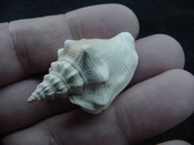 Fossil Strombus aldrichi miocene small rare strombus sa23