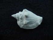 Fossil Strombus aldrichi miocene small rare strombus sa24