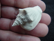 Fossil Strombus aldrichi miocene small rare strombus sa25