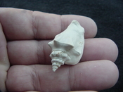 Fossil Strombus aldrichi miocene small rare strombus sa26