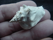 Fossil Strombus aldrichi miocene small rare strombus sa31