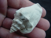 Fossil Strombus aldrichi miocene small rare strombus sa34