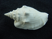 Fossil Strombus aldrichi miocene small rare strombus sa35