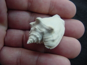 Fossil Strombus aldrichi miocene small rare strombus sa36