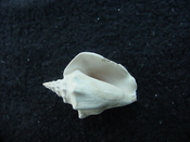 Fossil Strombus aldrichi miocene small rare strombus sa38