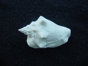 Fossil Strombus aldrichi miocene small rare strombus sa39
