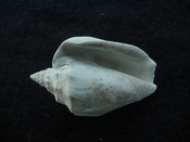 Fossil Strombus aldrichi miocene small rare strombus sa42