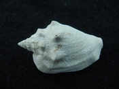 Fossil Strombus aldrichi miocene small rare strombus sa42