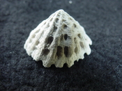 Crucibulum scutellatum fossil gastropod Pinecrest beds cr 1