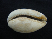 Siphocypraea Floridacypraea desotoensis fossil cowrie sfd4