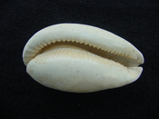 Siphocypraea wigginsi fossil cypraea cowrie shell gastropod sw 1