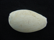 Siphocypraea wigginsi fossil cypraea cowrie shell gastropod sw 1