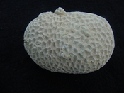 Siderastrea dalli extinct fossil coral head sd 2