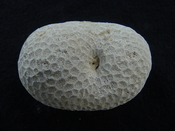 Siderastrea dalli extinct fossil coral head sd 2