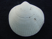 Glycymeris americana fossil bivalve shell ga2