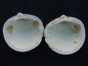 Glycymeris americana fossil bivalve shell ga2