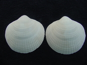 Glycymeris americana fossil bivalve shell ga3