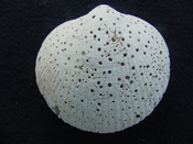Glycymeris americana fossil bivalve shell ga4