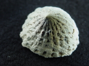 Crucibulum scutellatum fossil gastropod Pinecrest beds cr 3