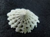 Crucibulum scutellatum fossil gastropod Pinecrest beds cr 8
