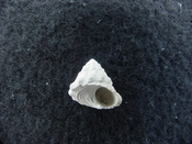Astraea precursor fossil gastropod shell Brantley pit ap 17
