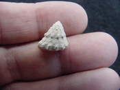 Astraea precursor fossil gastropod shell Brantley pit ap 17
