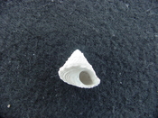 Astraea precursor fossil gastropod shell Brantley pit ap 18