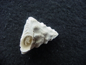 Astraea precursor fossil gastropod shell Brantley pit ap 20