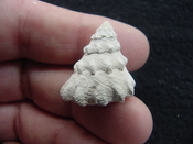 Astraea precursor fossil gastropod shell Brantley pit ap 20