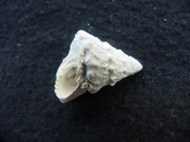 Astraea precursor fossil gastropod shell Brantley pit ap 21