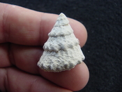 Astraea precursor fossil gastropod shell Brantley pit ap 21