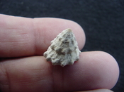 Astraea precursor fossil gastropod shell Brantley pit ap 22
