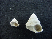 Astraea precursor fossil gastropod shell Brantley pit ap 23