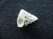 Astraea precursor fossil gastropod shell Brantley pit ap 24